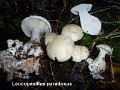 Leucopaxillus paradoxus-amf1239